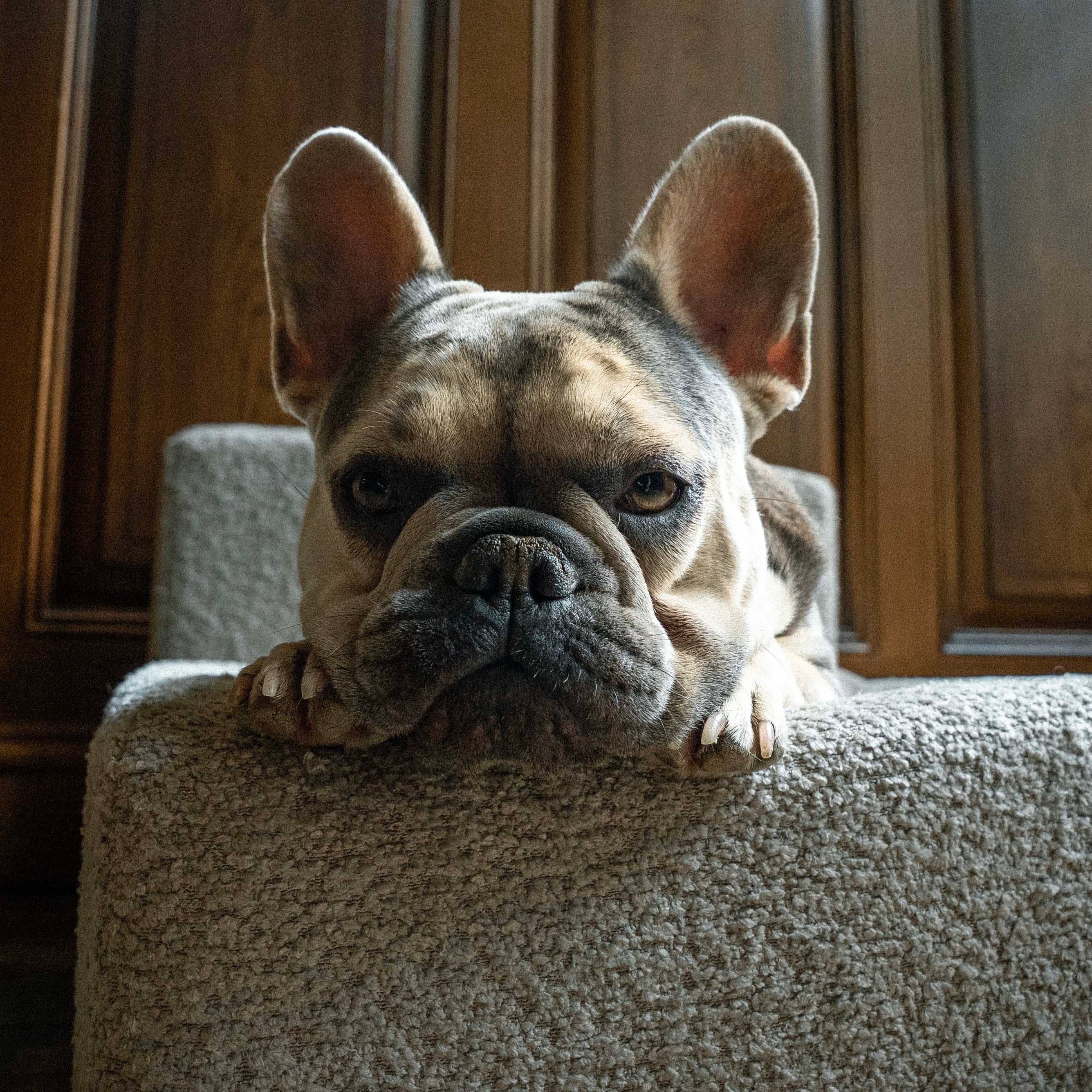 Windsor Lounge Hundebett