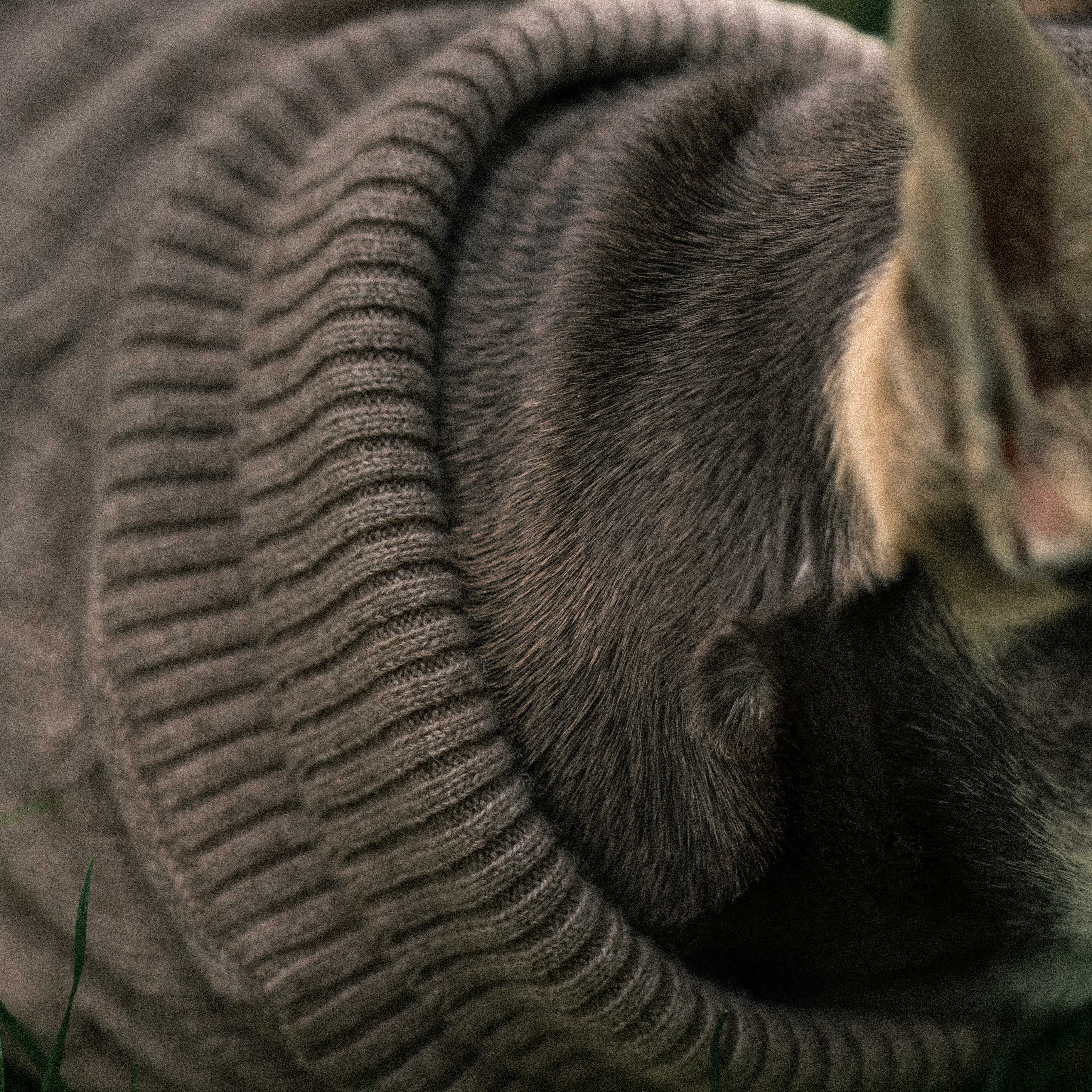 PRE ORDER JETZT: Ashford Hundepullover