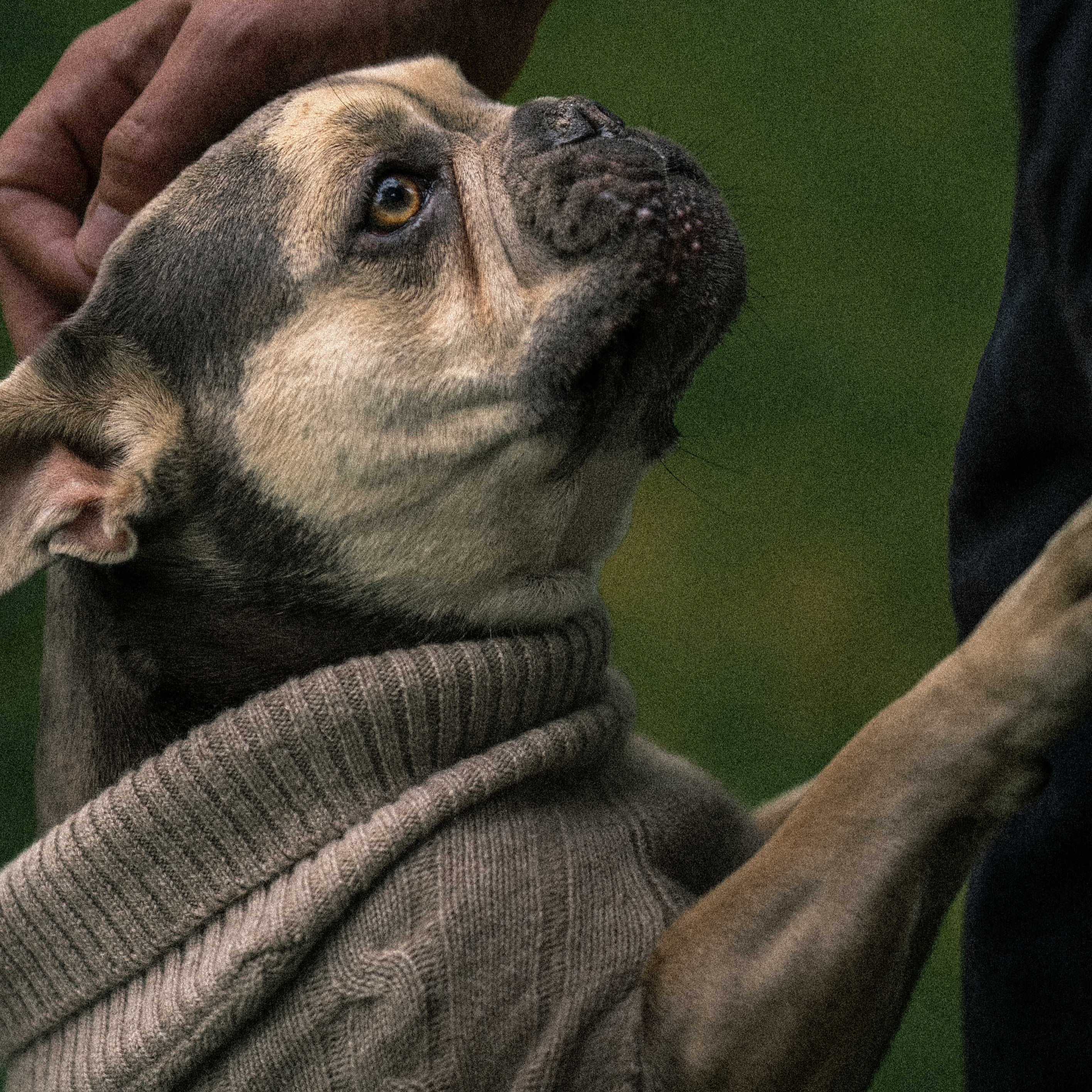 Hundepullover "DAISY"