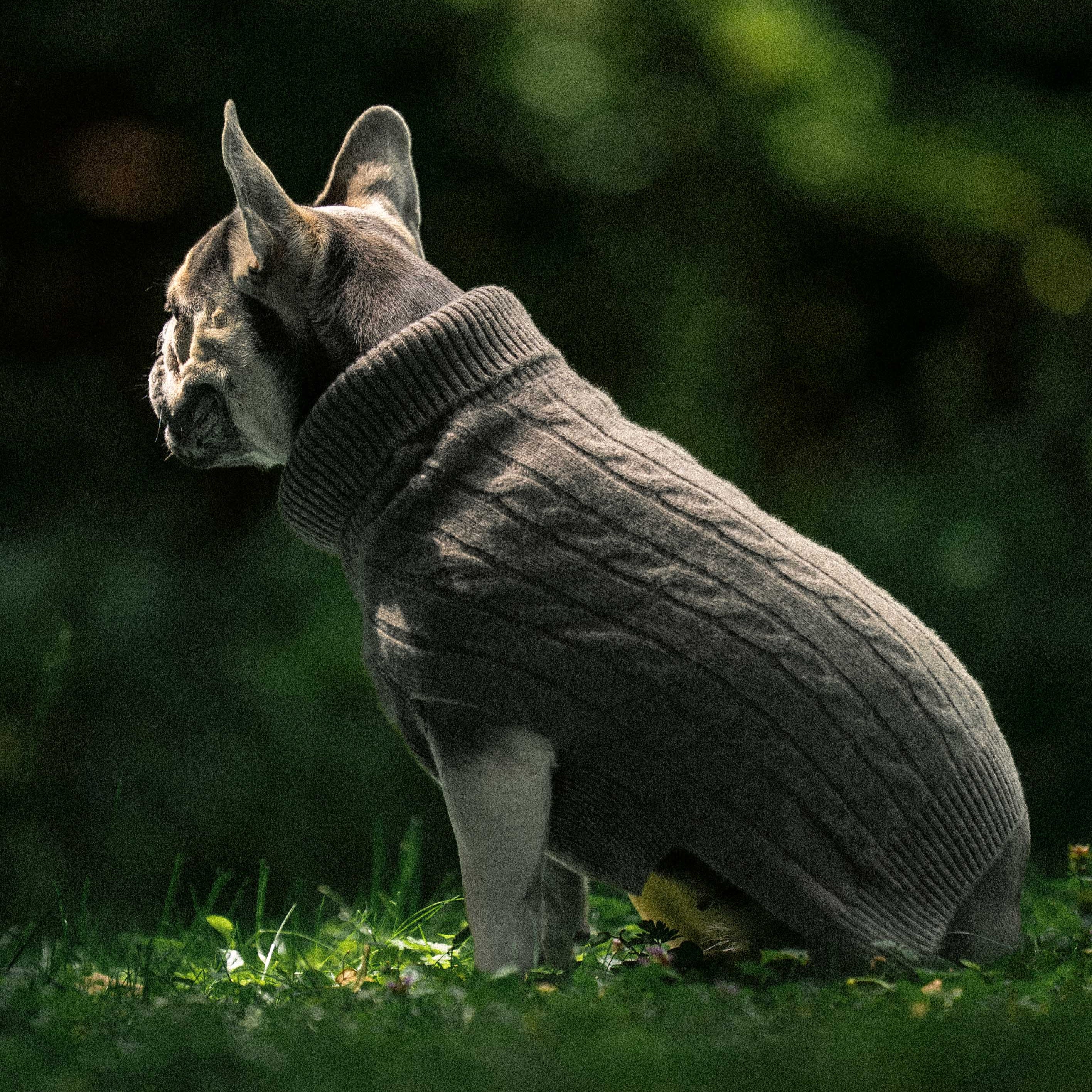 PRE ORDER JETZT: Ashford Hundepullover