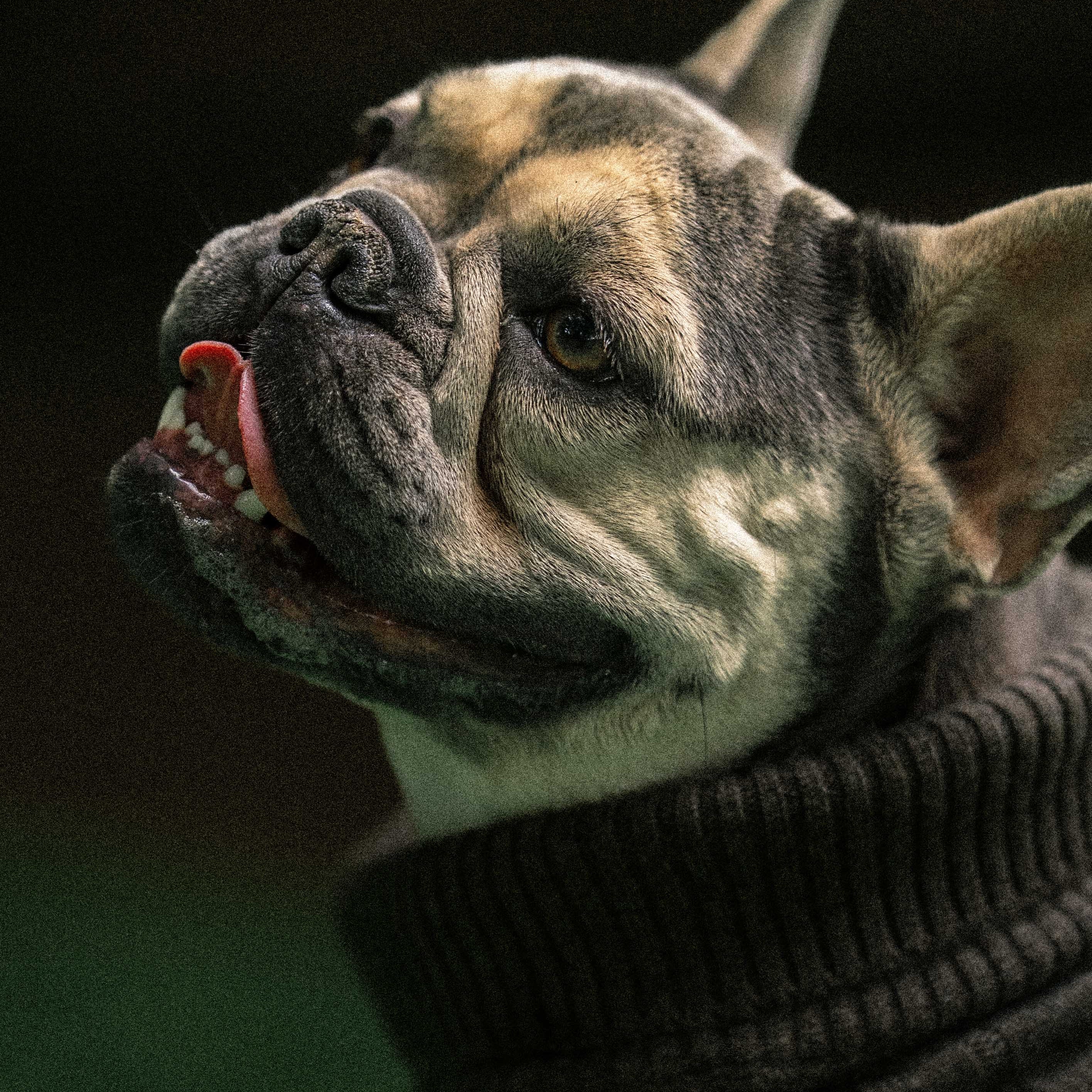 Hundepullover "DAISY"