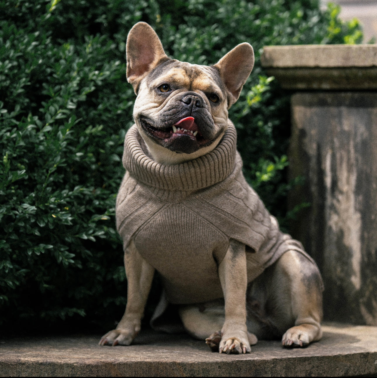 Hundebekleidung