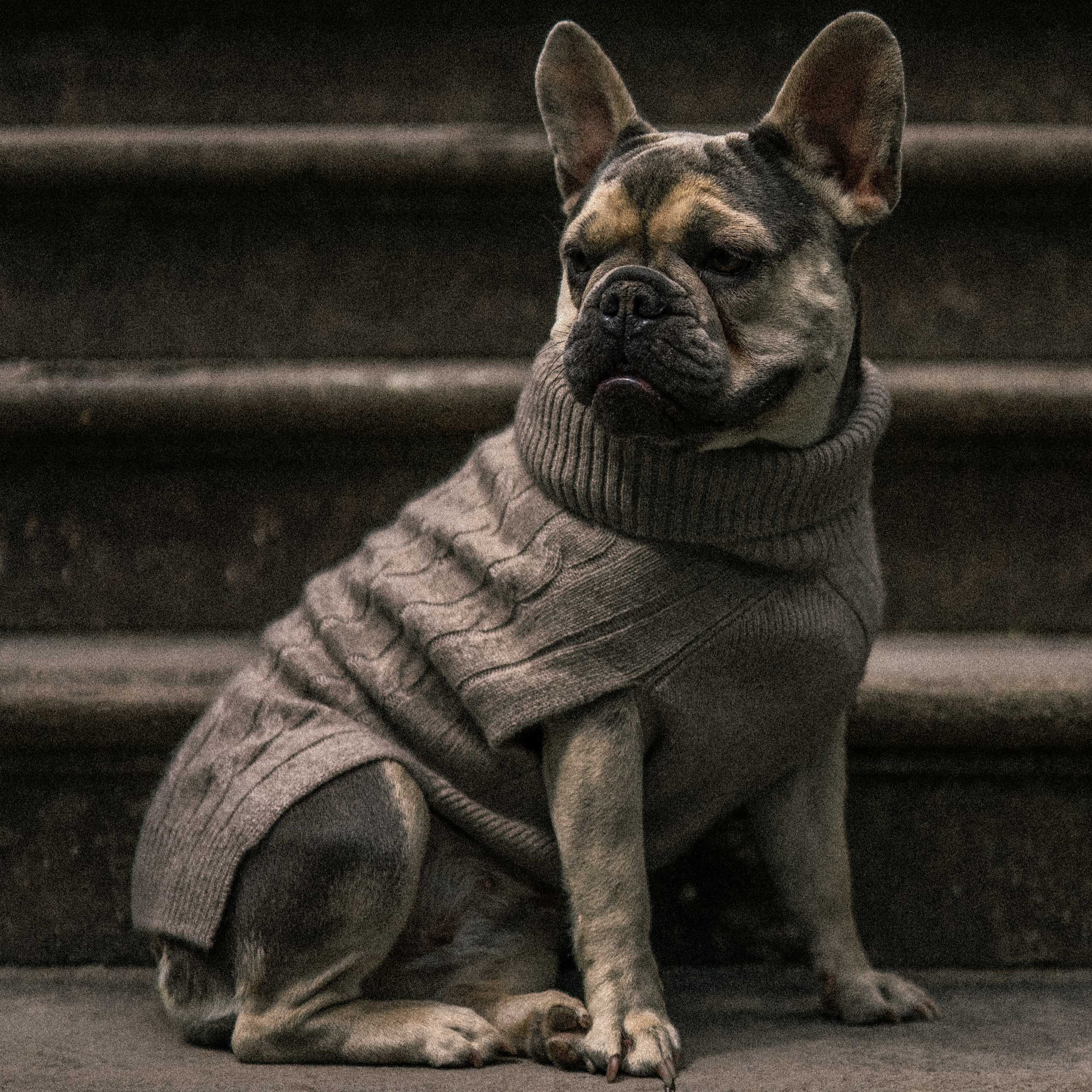 Hundebekleidung