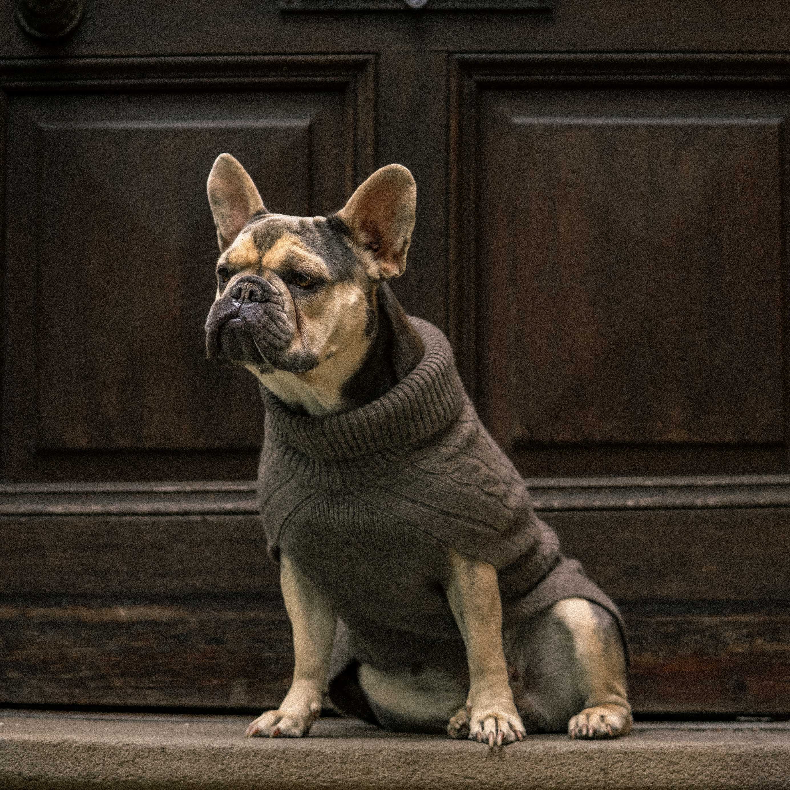 PRE ORDER JETZT: Ashford Hundepullover