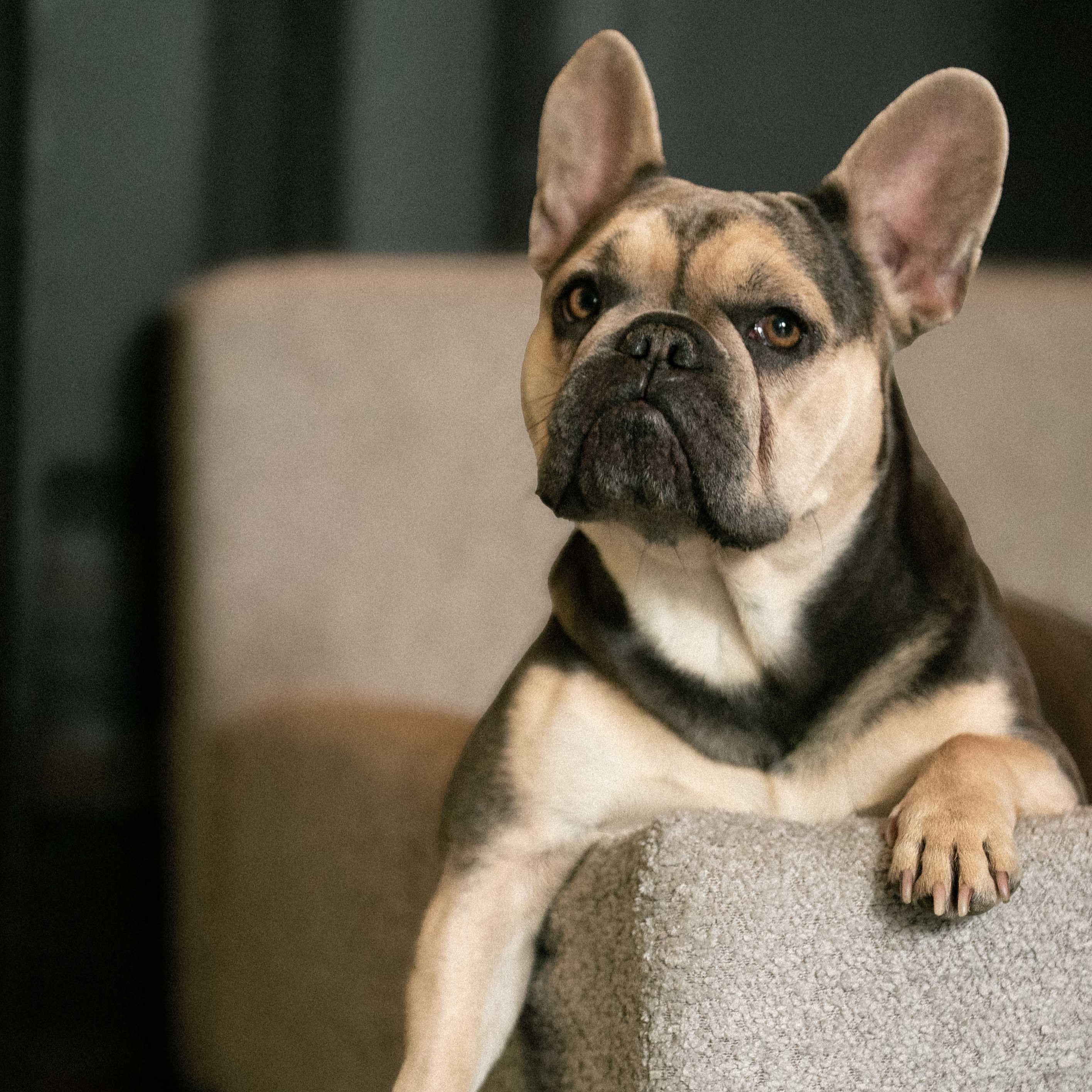 Windsor Lounge Hundebett