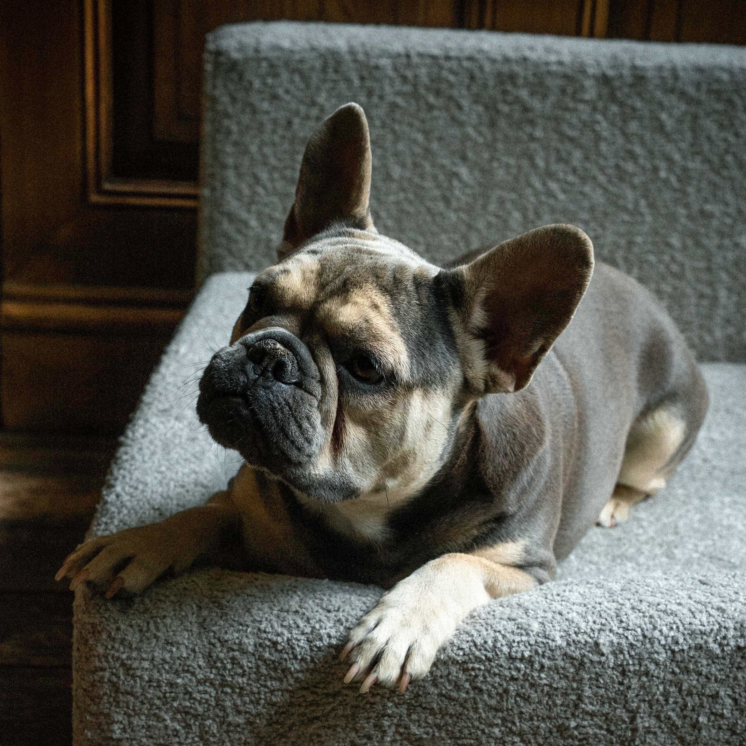 Windsor Lounge Hundebett