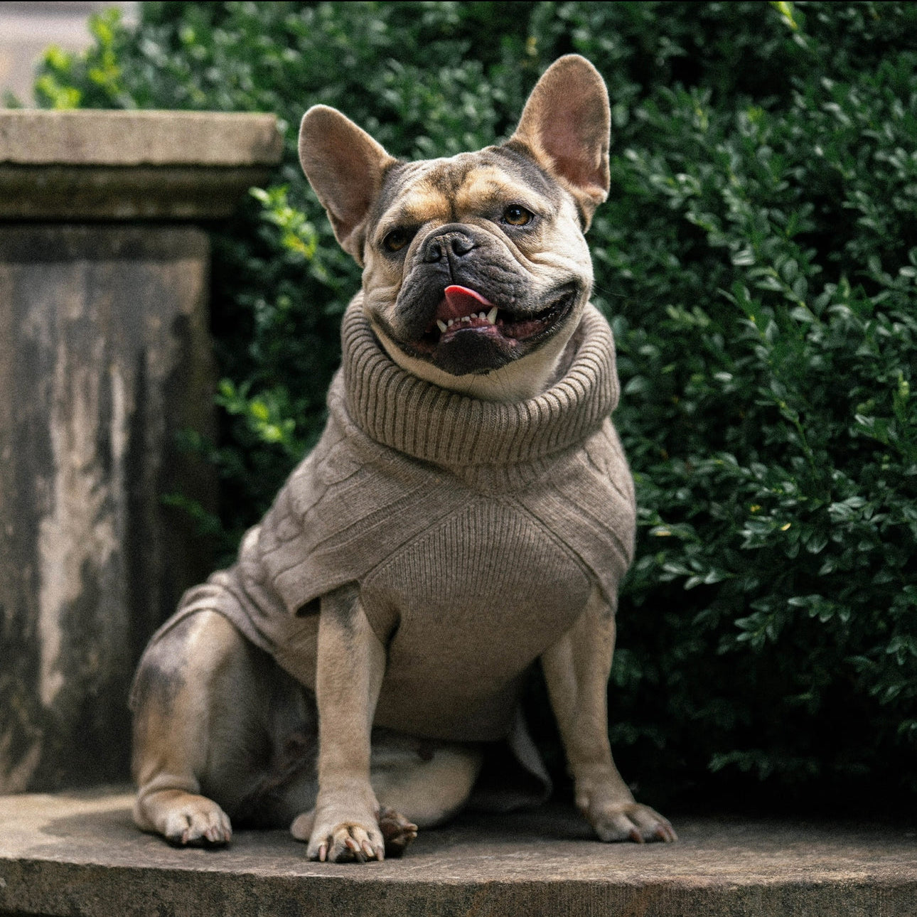 PRE ORDER JETZT: Ashford Hundepullover